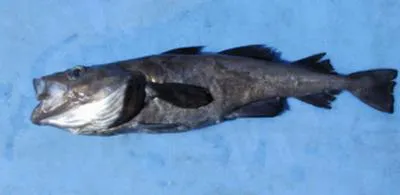 Arctic cod (Arctogadus glacialis)