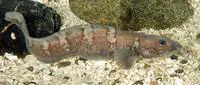 Arctic eelpout (Lycodes reticulatus)
