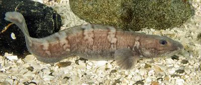 Arctic eelpout (Lycodes reticulatus)