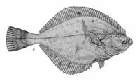Arctic flounder (Liopsetta glacialis)