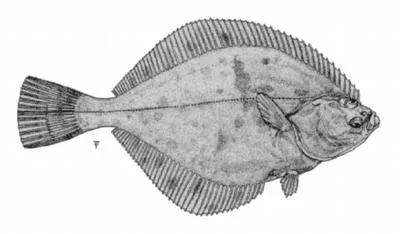 Arctic flounder (Liopsetta glacialis)