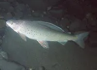 Arctic grayling (Thymallus arcticus)