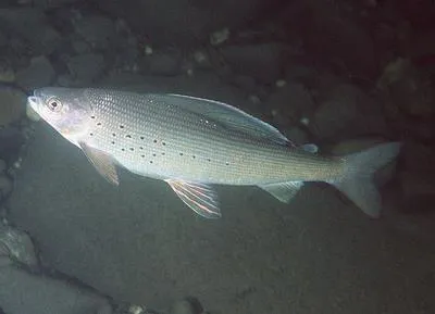 Arctic grayling (Thymallus arcticus)