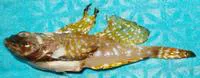 Arctic hookear sculpin (Artediellus uncinatus)