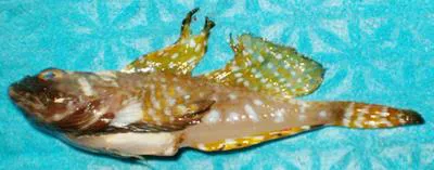 Arctic hookear sculpin (Artediellus uncinatus)