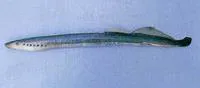 Arctic lamprey (Lethenteron camtschaticum)