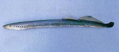 Arctic lamprey (Lethenteron camtschaticum)