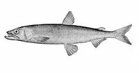 Arctic rainbow smelt (Osmerus mordax dentex)