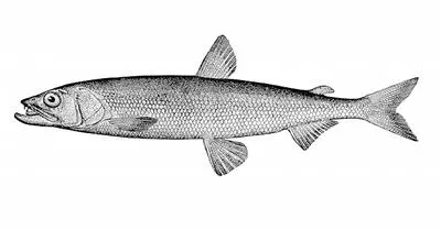 Arctic rainbow smelt (Osmerus mordax dentex)