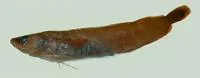 Arctic rockling (Gaidropsarus argentatus)