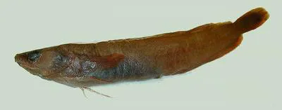 Arctic rockling (Gaidropsarus argentatus)