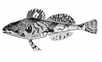 Arctic sculpin (Myoxocephalus scorpioides)
