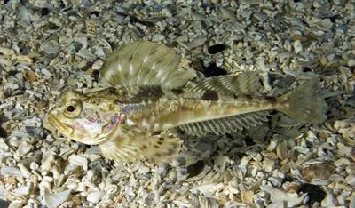 Arctic staghorn sculpin (Gymnocanthus tricuspis)