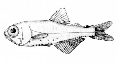 Arctic telescope (Protomyctophum arcticum)