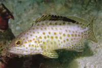 Areolate grouper (Epinephelus areolatus)