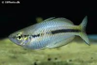 Arfak rainbowfish (Melanotaenia arfakensis)