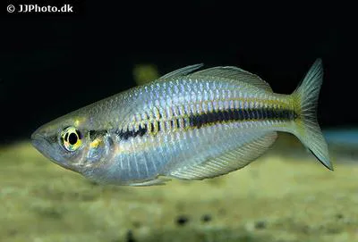 Arfak rainbowfish (Melanotaenia arfakensis)