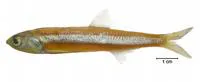 Argentine anchovy (Engraulis anchoita)