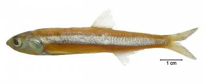 Argentine anchovy (Engraulis anchoita)