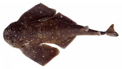 Argentine angelshark (Squatina argentina)
