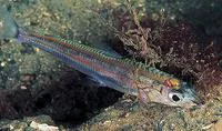 Argentine (Argentina sphyraena)