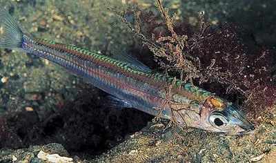 Argentine (Argentina sphyraena)