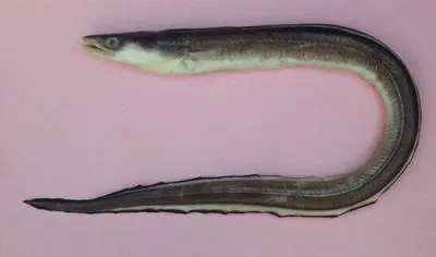 Argentine conger (Conger orbignianus)