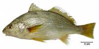 Argentine croaker (Umbrina canosai)