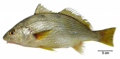 Argentine croaker (Umbrina canosai)