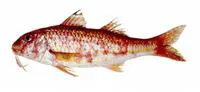 Argentine goatfish (Mullus argentinae)