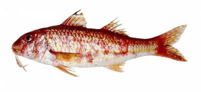 Argentine goatfish (Mullus argentinae)