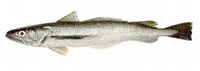 Argentine hake (Merluccius hubbsi)