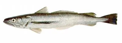 Argentine hake (Merluccius hubbsi)