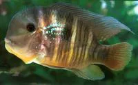 Argentine humphead (Gymnogeophagus balzanii)
