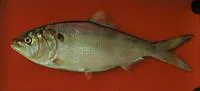 Argentine menhaden (Brevoortia pectinata)