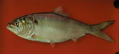 Argentine menhaden (Brevoortia pectinata)