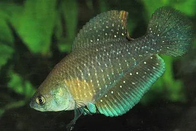 Argentine pearlfish (Austrolebias bellottii)