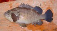 Argentine seabass (Acanthistius brasilianus)