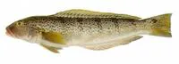 Argentinian sandperch (Pseudopercis semifasciata)