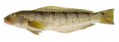 Argentinian sandperch (Pseudopercis semifasciata)