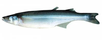 Argentinian silverside (Odontesthes bonariensis)