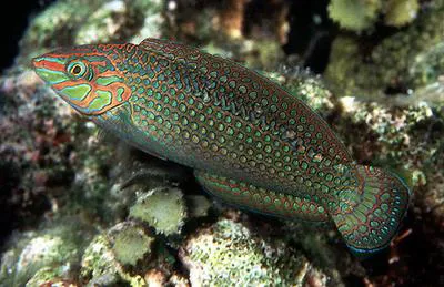 Argus wrasse (Halichoeres argus)