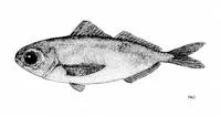 Ariommid (Ariomma luridum)