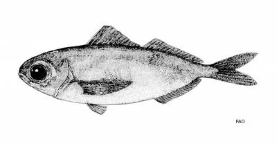 Ariommid (Ariomma luridum)