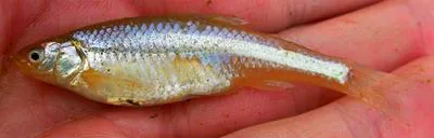 Arkansas River shiner (Notropis girardi)