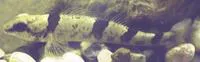 Arkansas saddled darter (Etheostoma euzonum)