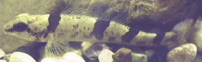 Arkansas saddled darter (Etheostoma euzonum)