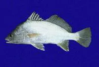 Armed croaker (Bairdiella armata)