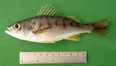 Armed grunt (Conodon serrifer)