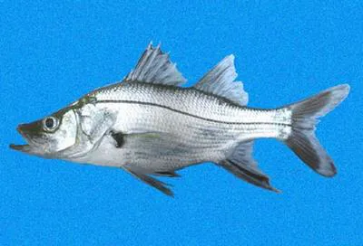 Armed snook (Centropomus armatus)